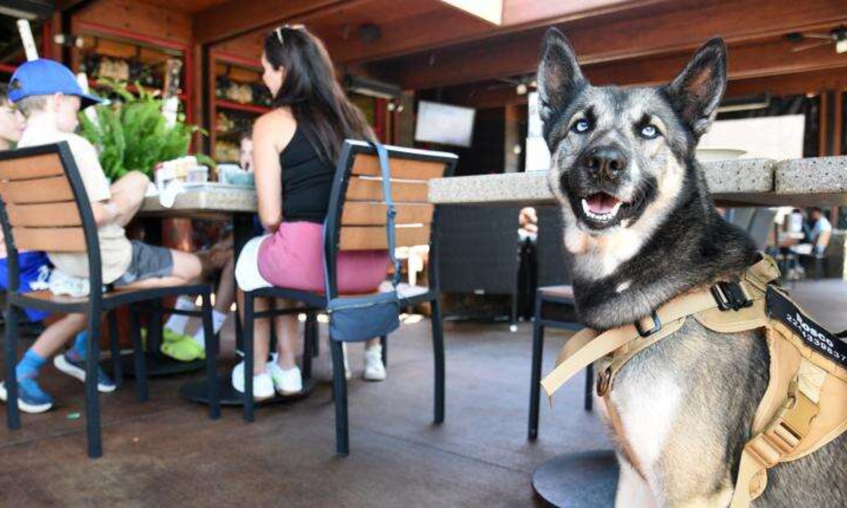Image of people eating outdoors next to a Husky dog at the Lazy Dog Restaurant & Bar in Vernon Hills, IL