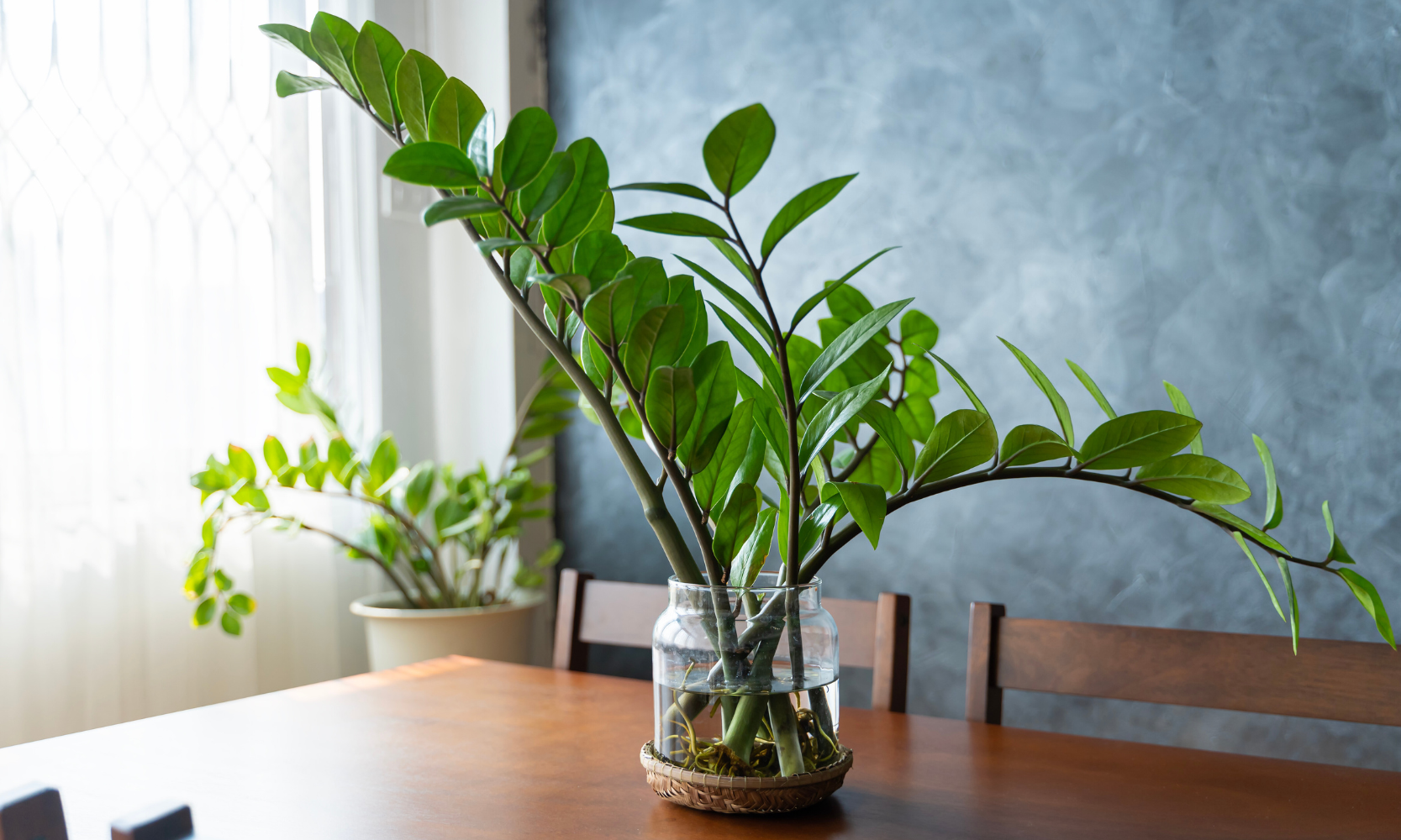 Closeup image of a ZZ plant in a glass vase on top of a dining room table