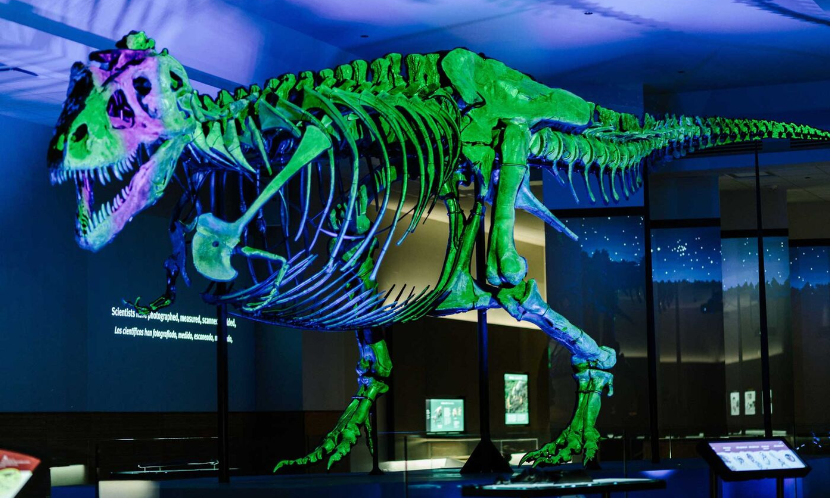Image of an illuminating T-Rex skeleton at Field Museum in Chicago