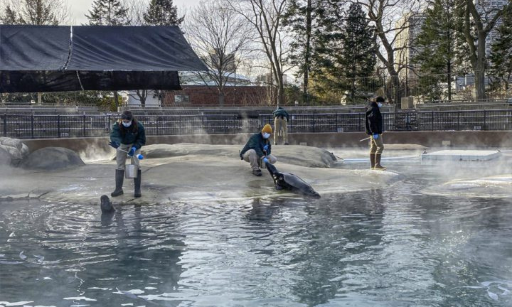 Image of Lincoln Park Zoo workers feeding the seals in their winter learning program
